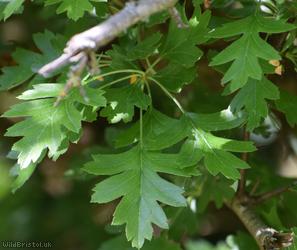 Common Hawthorn type 5