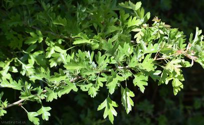 Common Hawthorn type 5