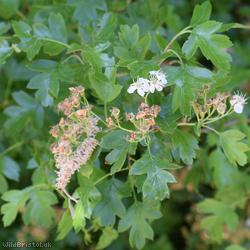 image for Common Hawthorn type 6