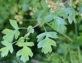 Common Hawthorn type 6