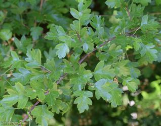 Common Hawthorn type 6