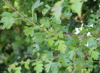 Common Hawthorn type 6