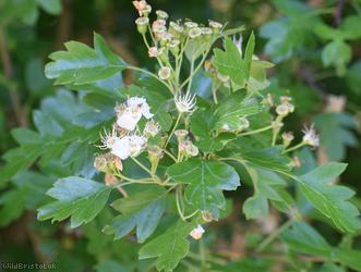 Common Hawthorn type 6