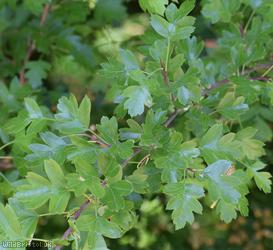 Common Hawthorn type 6