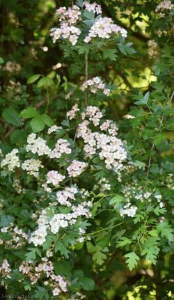 image for Common Hawthorn type 7