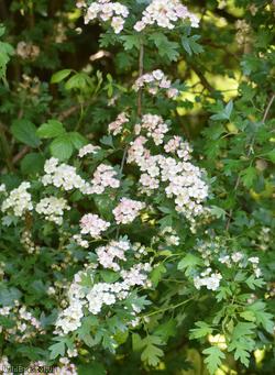 Common Hawthorn type 7