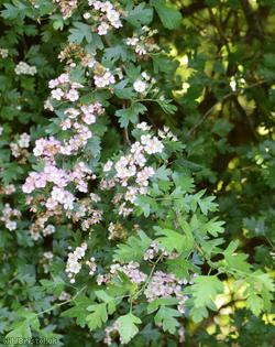 Common Hawthorn type 7