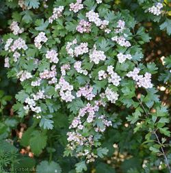 Common Hawthorn type 7