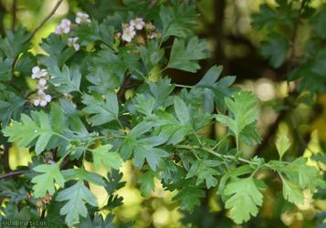 Common Hawthorn type 7