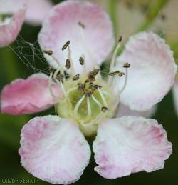 Common Hawthorn type 7