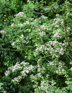 image for Common Hawthorn type 8