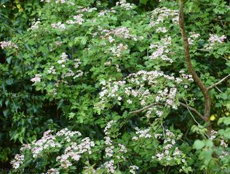 Common Hawthorn type 8