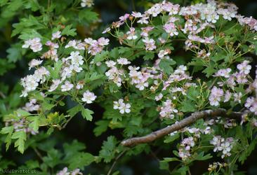 Common Hawthorn type 8