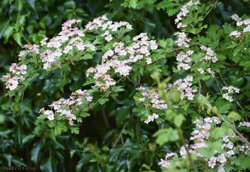 Common Hawthorn type 8