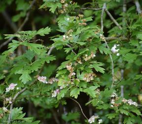 Common Hawthorn type 8