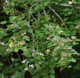 Common Hawthorn type 8