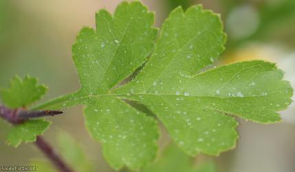 Common Hawthorn type 4
