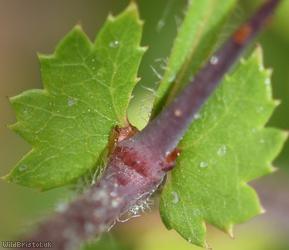 Common Hawthorn type 4
