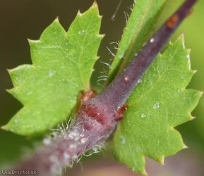 Common Hawthorn type 4