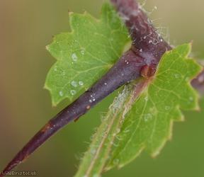Common Hawthorn type 4