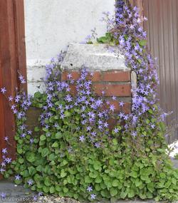 image for Trailing Bellflower