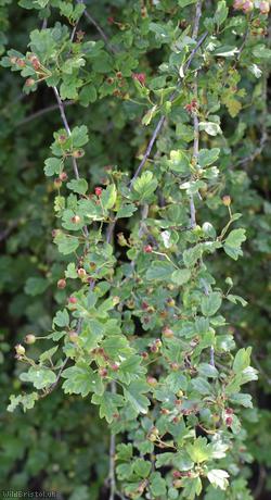 image for Hybrid Hawthorn