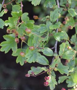 Hybrid Hawthorn