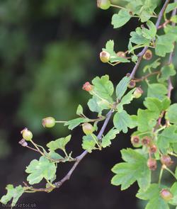 Hybrid Hawthorn