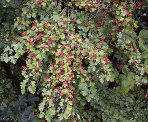 image for Common Hawthorn type 10