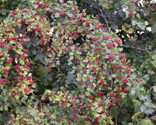 Common Hawthorn type 10