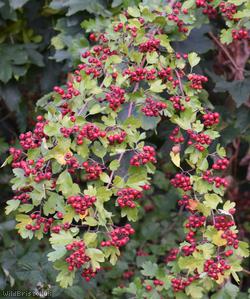 Common Hawthorn type 10