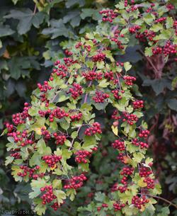 Common Hawthorn type 10