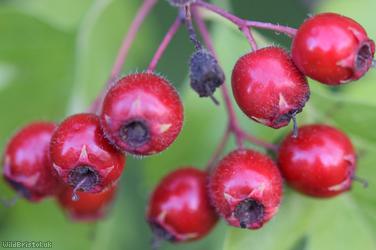 Common Hawthorn type 10