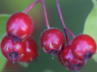 Common Hawthorn type 10