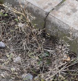 image for Shepherd's-purse type 25