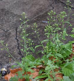 image for Shepherd's-purse type 26