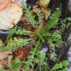 image for Shepherd's-purse type 27