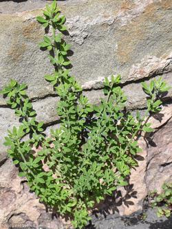 image for Montpellier Broom