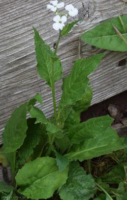 image for Dame's-violet