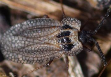 image for Hairy Lacebug