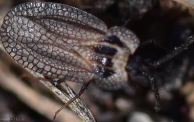 Hairy Lacebug
