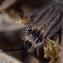 Hairy Lacebug