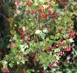 image for Common Hawthorn type 11
