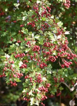 Common Hawthorn type 11