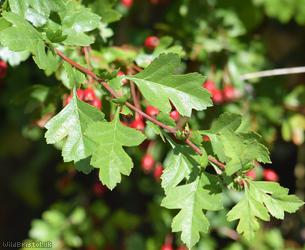 Common Hawthorn type 11