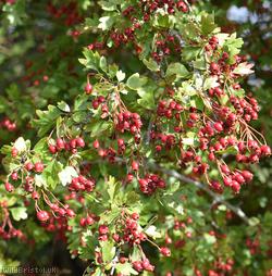 Common Hawthorn type 11