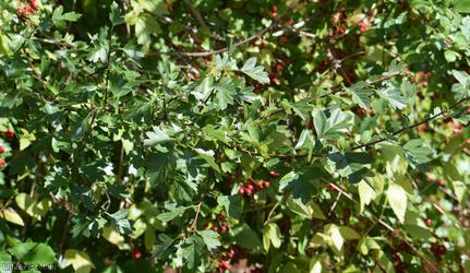 Common Hawthorn type 11