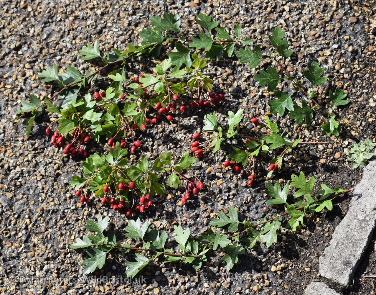 *Crataegus monogyna* type 11