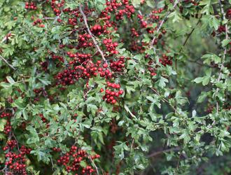 image for Common Hawthorn type 12