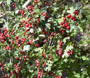 Common Hawthorn type 12